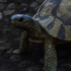 Turtle - 3D Illustration