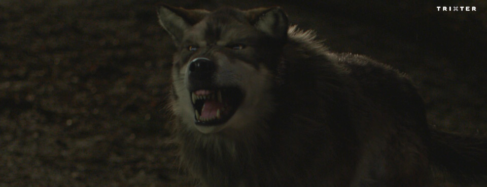 Wolfblood 2